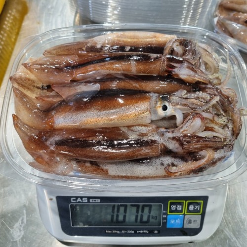 [단독센터] 활 녹진 한입오징어 1kg