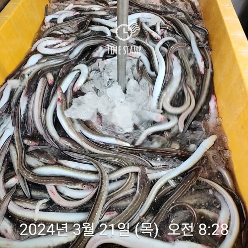 [단독센터] ★무료배송★ : 대왕 바다장어 1kg