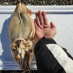 [동해센터] 정품 반건조 오징어 소 10미