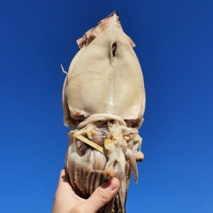[동해센터] 정품 반건조 오징어(소소) 10미