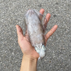 [단독센터] 급랭 대왕 무늬오징어 1kg