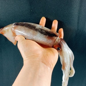[군산센터] 횟감 생물 물갈퀴오징어 5미