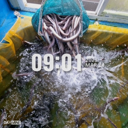 [통영센터] 초특가 대왕 바다장어 1kg