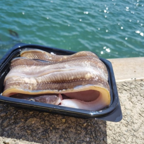 [사천센터] 바다장어 1kg